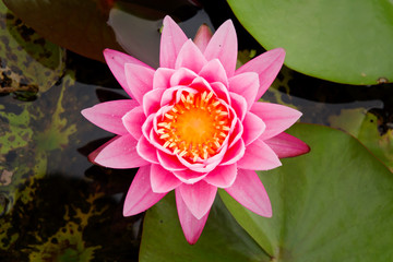 Lotus