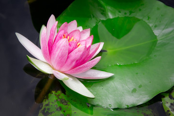 Fototapeta premium Lotus