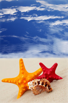Starfish on the beach on blue sky background