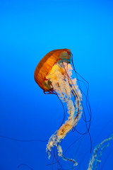 jellyfish