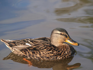 Stockente