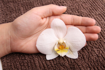 Obraz na płótnie Canvas Hand umfasst eine Orchidee