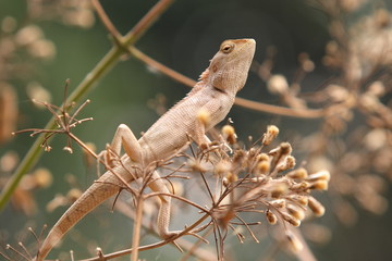 Thai chameleon