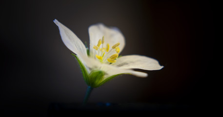 Naklejka premium Flower 27