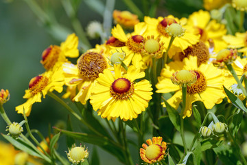 Yellow-Green Imagination