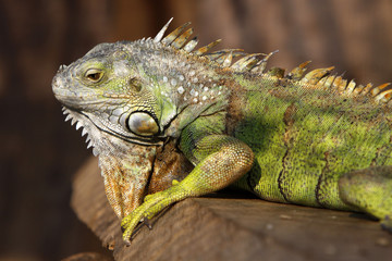 Grüner Leguan
