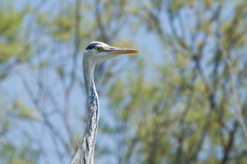 heron cendré