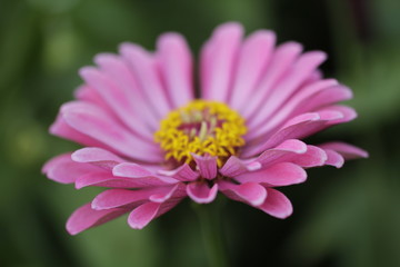 Obraz premium ジニアの花