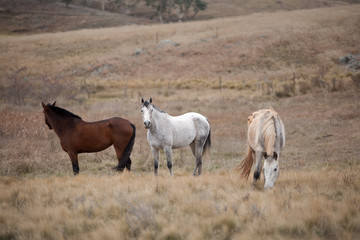 Obraz na płótnie Canvas Horses in Pasture