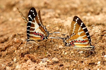 Chain swordtail butterfly