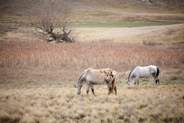 Horses in Pasture