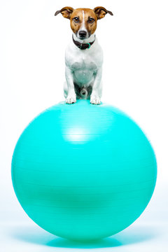 dog on a ball