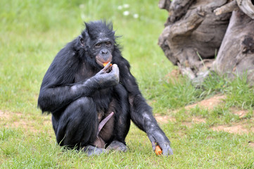 Bonobo