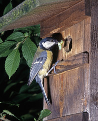 Kohlmeise_116409