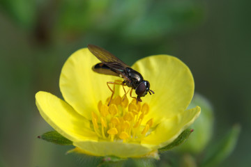 Shrubby cinquefoil