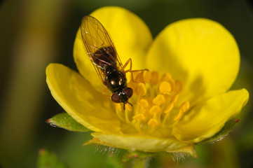 Shrubby cinquefoil