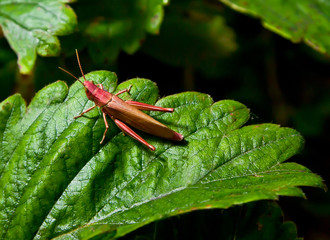 Grasshopper close-up