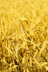 Field with ripe wheat