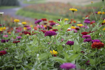 ヒャクニチソウの花