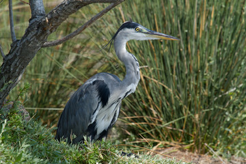 heron cendré