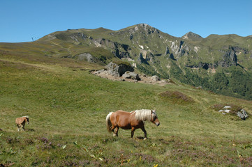 Jument et poulain dans vallée de Chaudefour