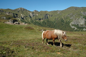 Fototapeta na wymiar cheval dans la vallée de Chaudefour