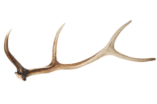 antlers on white background