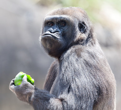 Gorilla eating apple