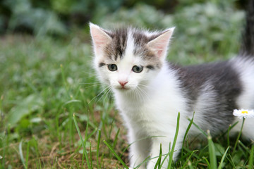 Naklejka na ściany i meble Curious kitten play in the summer garden