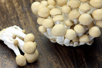 mushroom(shimeji)