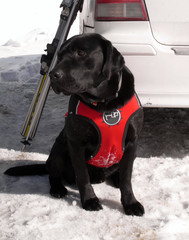 Black rescue dog waiting