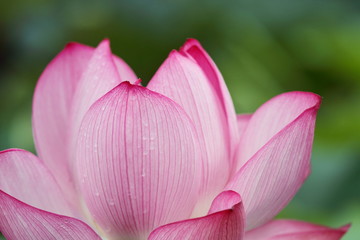 Fototapeta na wymiar Lotus (Tokio, Ueno basen nied¼wied¼)