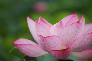 蓮華 (東京・上野不忍池)