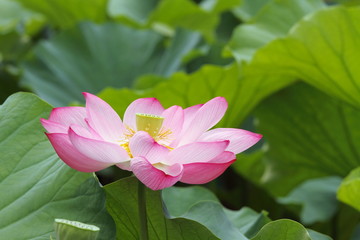 蓮華 (東京・上野不忍池)
