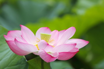 Obraz premium 蓮華 (東京・上野不忍池)