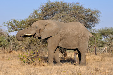 éléphant mâle