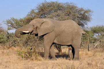Obraz premium éléphant mâle