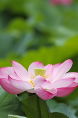 蓮華 (東京・上野不忍池)