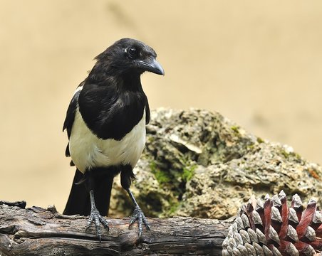 Urraca en el pinar.