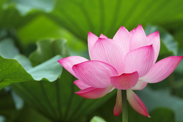 蓮華 (東京・上野不忍池)