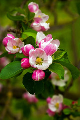 Apple Blossom