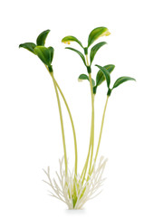 Fototapeta na wymiar Nature concept - Seedlings on white