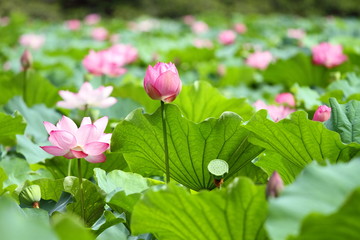 蓮華 (東京・上野不忍池)