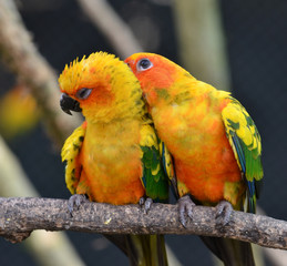 Sun Conure
