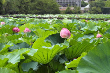 蓮華 (東京・上野不忍池)
