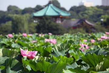 弁天堂と蓮華 (東京・上野不忍池)