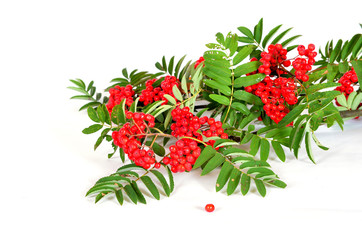 Vogelbeeren rot Herbst