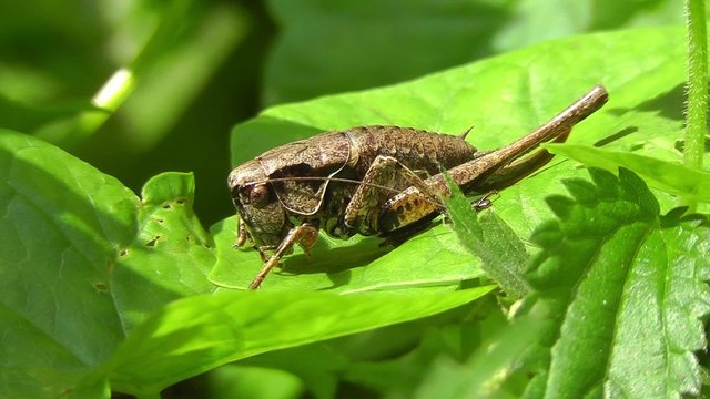 Gemeine Strauchschrecke - Pholidoptera griseoaptera