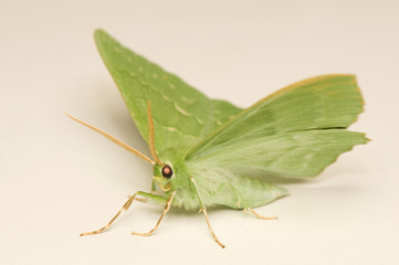 Geometra papilionaria