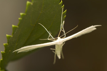 Pterophorus pentadactyla